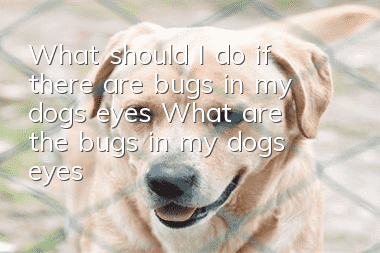 What should I do if there are bugs in my dog’s eyes? What are the bugs in my dog’s eyes?