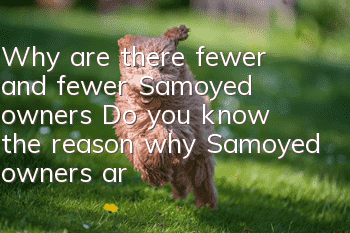 Why are there fewer and fewer Samoyed owners? Do you know the reason why Samoyed owners are decreasing?