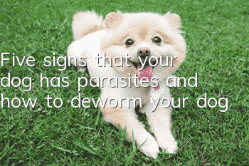 Five signs that your dog has parasites and how to deworm your dog