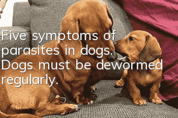 Five symptoms of parasites in dogs. Dogs must be dewormed regularly.