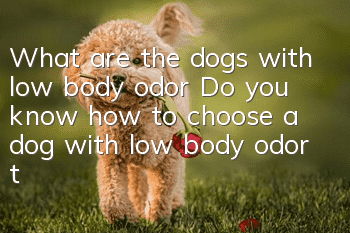 What are the dogs with low body odor? Do you know how to choose a dog with low body odor that is suitable for keeping in an apartment?