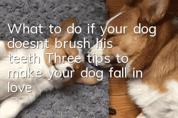 What to do if your dog doesn’t brush his teeth? Three tips to make your dog fall in love with brushing his teeth