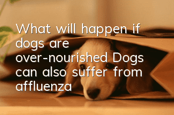 What will happen if dogs are over-nourished? Dogs can also suffer from affluenza