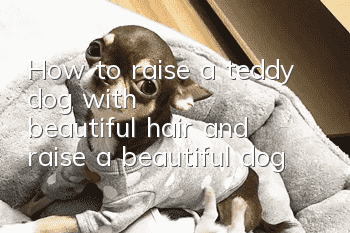 How to raise a teddy dog with beautiful hair and raise a beautiful dog