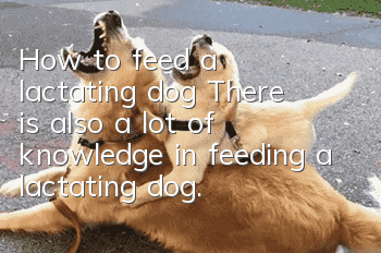 How to feed a lactating dog? There is also a lot of knowledge in feeding a lactating dog.