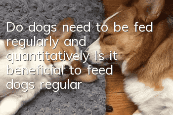 Do dogs need to be fed regularly and quantitatively? Is it beneficial to feed dogs regularly and quantitatively?