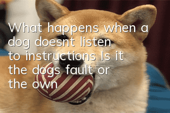 What happens when a dog doesn’t listen to instructions? Is it the dog’s fault or the owner’s fault?