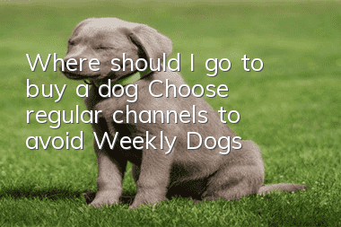 Where should I go to buy a dog? Choose regular channels to avoid Weekly Dogs