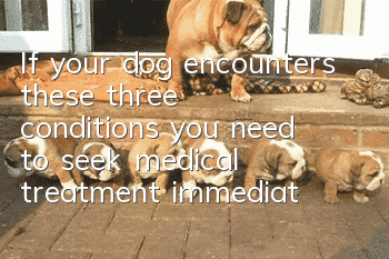 If your dog encounters these three conditions, you need to seek medical treatment immediately without delay.