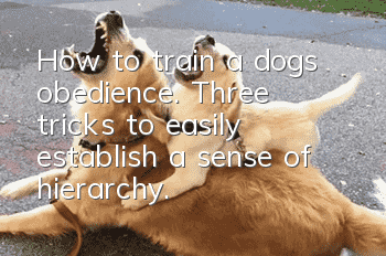 How to train a dog’s obedience. Three tricks to easily establish a sense of hierarchy.