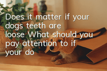 Does it matter if your dog’s teeth are loose? What should you pay attention to if your dog’s teeth are loose?