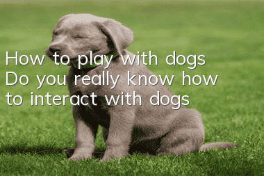 How to play with dogs? Do you really know how to interact with dogs?