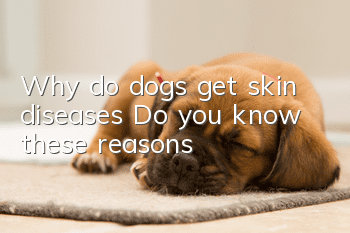 Why do dogs get skin diseases? Do you know these reasons?