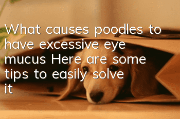 What causes poodles to have excessive eye mucus? Here are some tips to easily solve it!