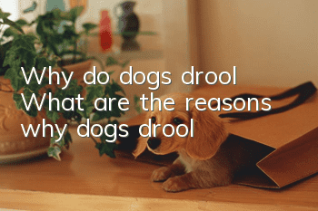 Why do dogs drool? What are the reasons why dogs drool?