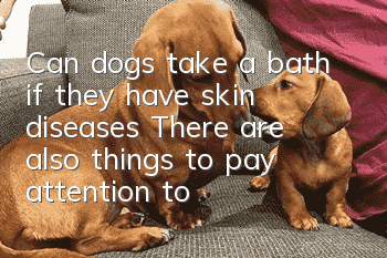 Can dogs take a bath if they have skin diseases? There are also things to pay attention to when bathing dogs.