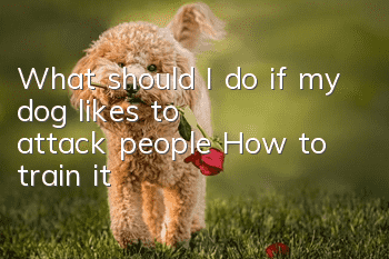 What should I do if my dog likes to attack people? How to train it?