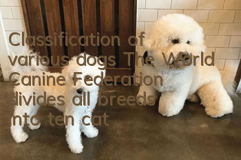 Classification of various dogs The World Canine Federation divides all breeds into ten categories