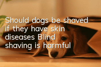 Should dogs be shaved if they have skin diseases? Blind shaving is harmful!