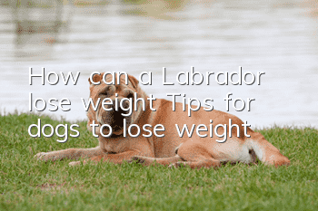 How can a Labrador lose weight? Tips for dogs to lose weight