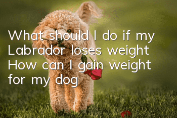 What should I do if my Labrador loses weight? How can I gain weight for my dog?