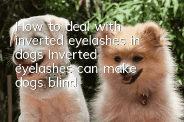 How to deal with inverted eyelashes in dogs? Inverted eyelashes can make dogs blind