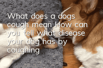 What does a dog’s cough mean? How can you tell what disease your dog has by coughing?