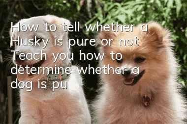 How to tell whether a Husky is pure or not? Teach you how to determine whether a dog is purebred