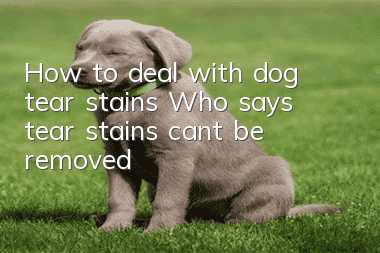 How to deal with dog tear stains Who says tear stains can’t be removed