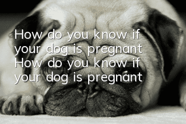 How do you know if your dog is pregnant? How do you know if your dog is pregnant?