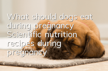 What should dogs eat during pregnancy? Scientific nutrition recipes during pregnancy