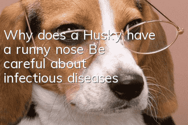 Why does a Husky have a runny nose? Be careful about infectious diseases