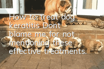 How to treat dog keratitis? Don’t blame me for not mentioning these effective treatments.
