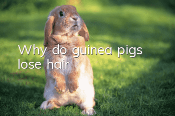 Why do guinea pigs lose hair?