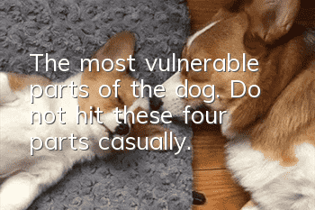 The most vulnerable parts of the dog. Do not hit these four parts casually.