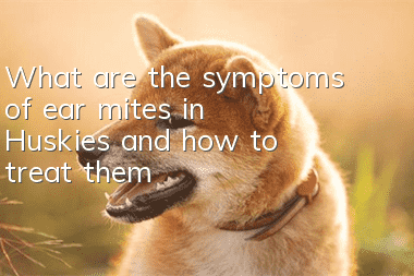 What are the symptoms of ear mites in Huskies and how to treat them?