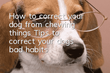 How to correct your dog from chewing things? Tips to correct your dog’s bad habits
