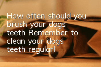How often should you brush your dog’s teeth? Remember to clean your dog’s teeth regularly?