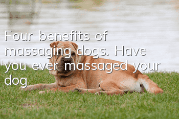 Four benefits of massaging dogs. Have you ever massaged your dog?
