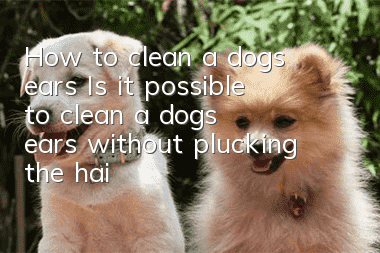 How to clean a dog’s ears? Is it possible to clean a dog’s ears without plucking the hair?