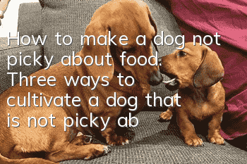 How to make a dog not picky about food. Three ways to cultivate a dog that is not picky about food.