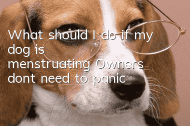 What should I do if my dog ​​is menstruating? Owners don’t need to panic