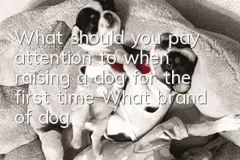 What should you pay attention to when raising a dog for the first time? What brand of dog food should you choose?