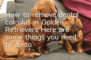How to remove dental calculus in Golden Retrievers? Here are some things you need to do to freshen your breath