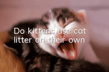Do kittens use cat litter on their own?