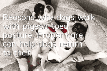 Reasons why dogs walk with pigeon-toed posture. Proper care can help dogs return to their normal walking posture.