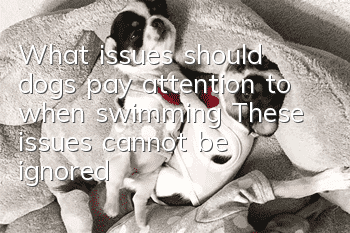 What issues should dogs pay attention to when swimming? These issues cannot be ignored