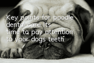 Key points for poodle dental care It’s time to pay attention to your dog’s teeth!