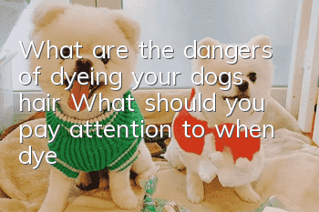 What are the dangers of dyeing your dog’s hair? What should you pay attention to when dyeing your dog’s hair?