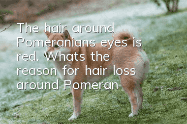 The hair around Pomeranian’s eyes is red. What’s the reason for hair loss around Pomeranian’s eyes?
